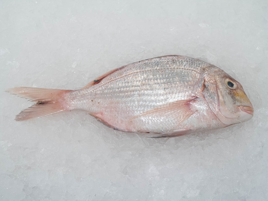 Dorade entière sur glace avant préparation