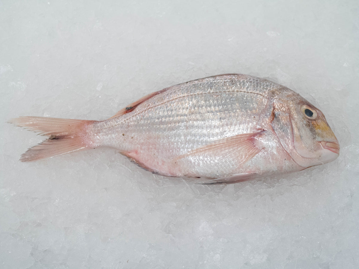 Dorade entière sur glace avant préparation