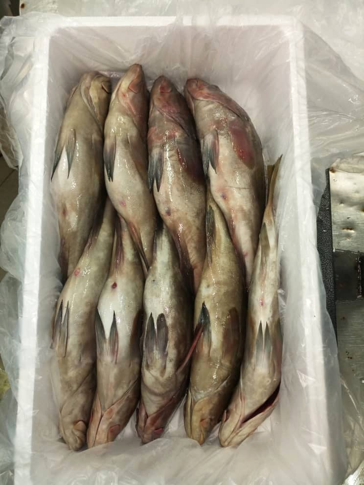 Caisse de poissons entiers sur glace prête à l'expédition