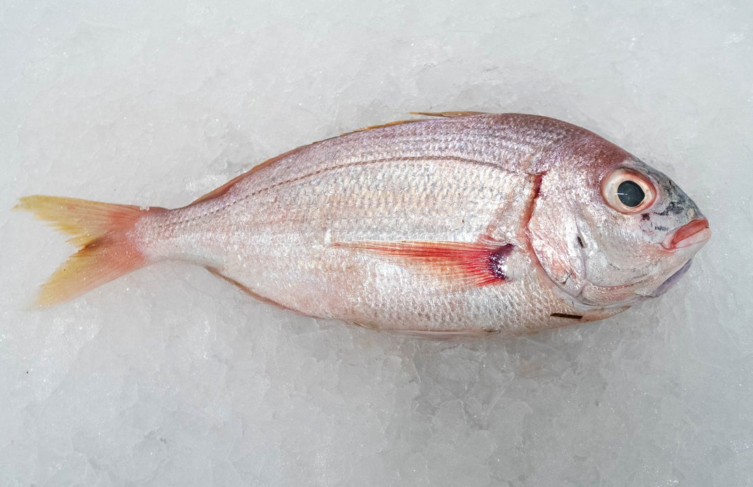 Filet de dorade fraîche de Mauritanie