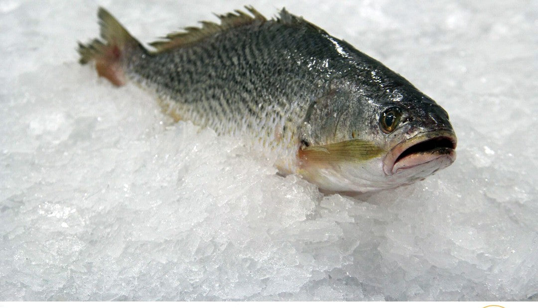 Otolithe sénégalais (ombrine) entier sur glace