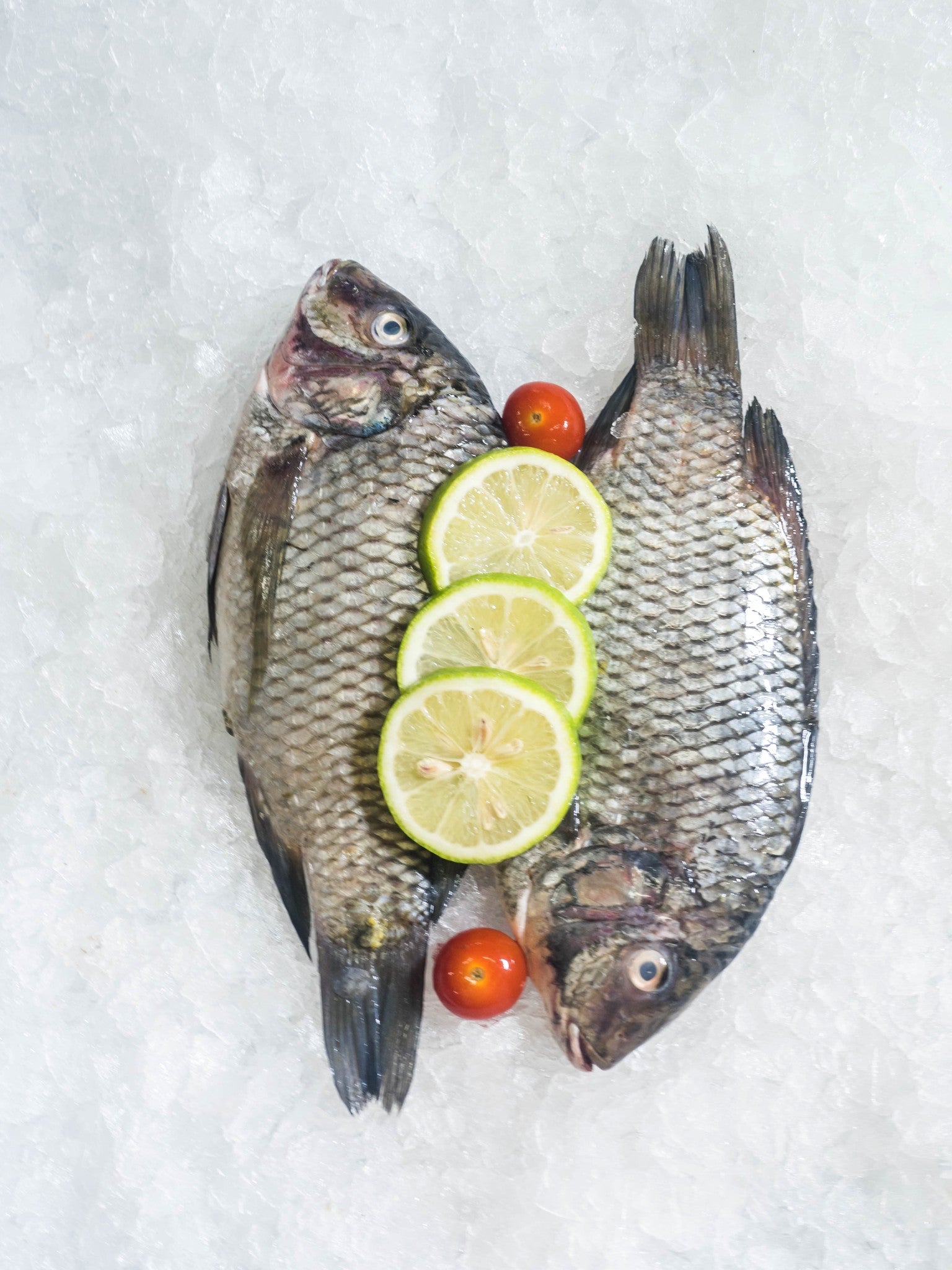 Tilapia frais