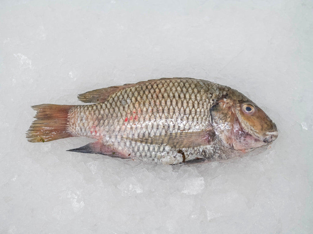 Tilapia frais
